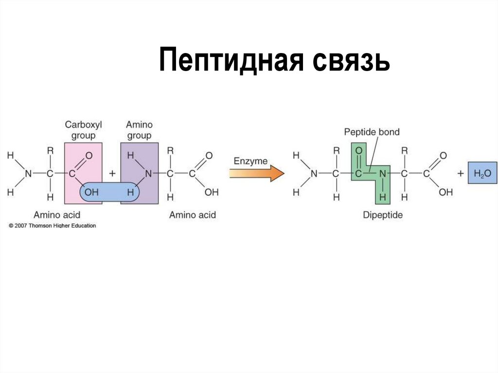 Пептидная связь является. Пептидная связь в белках схема. Схема образования пептидной связи. Белки пептидная связь формула. Образование пептидной связи формула.