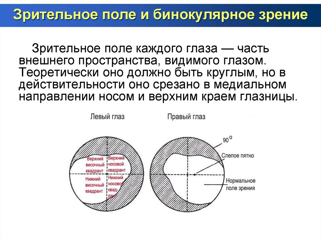 Анализатор поля зрения