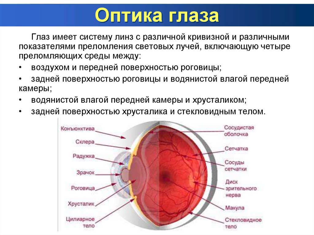 Зрительный анализатор глаз