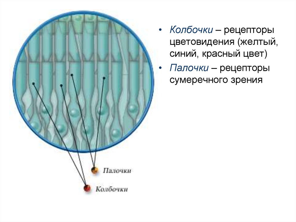 Место скопления зрительных рецепторов сумеречного света. Зрительный анализатор палочки и колбочки. Палочки и колбочки характеристика. Колбочки рецепторы. Сумеречное зрение палочки.