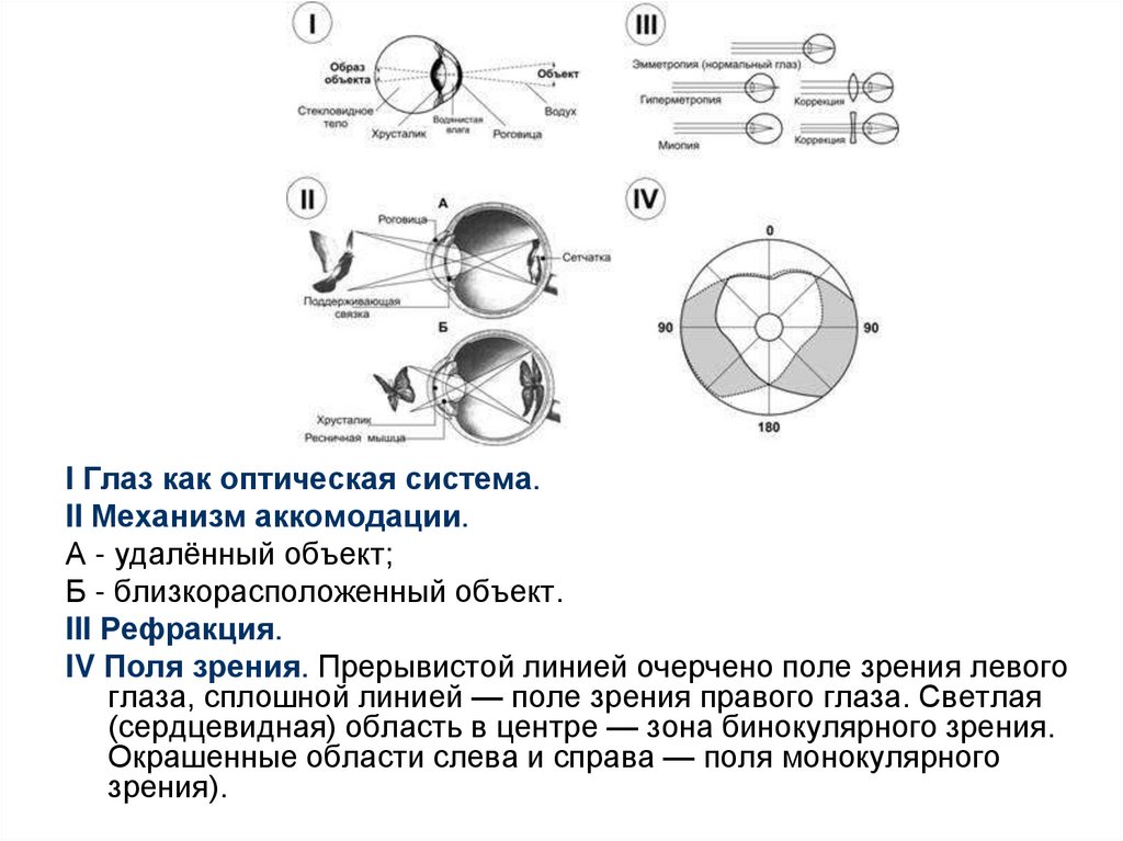 Зрительный анализатор тест. Зачет "зрительный анализатор". Тест зрительный анализатор 8 класс. Понятие об анализаторах зрительный анализатор.