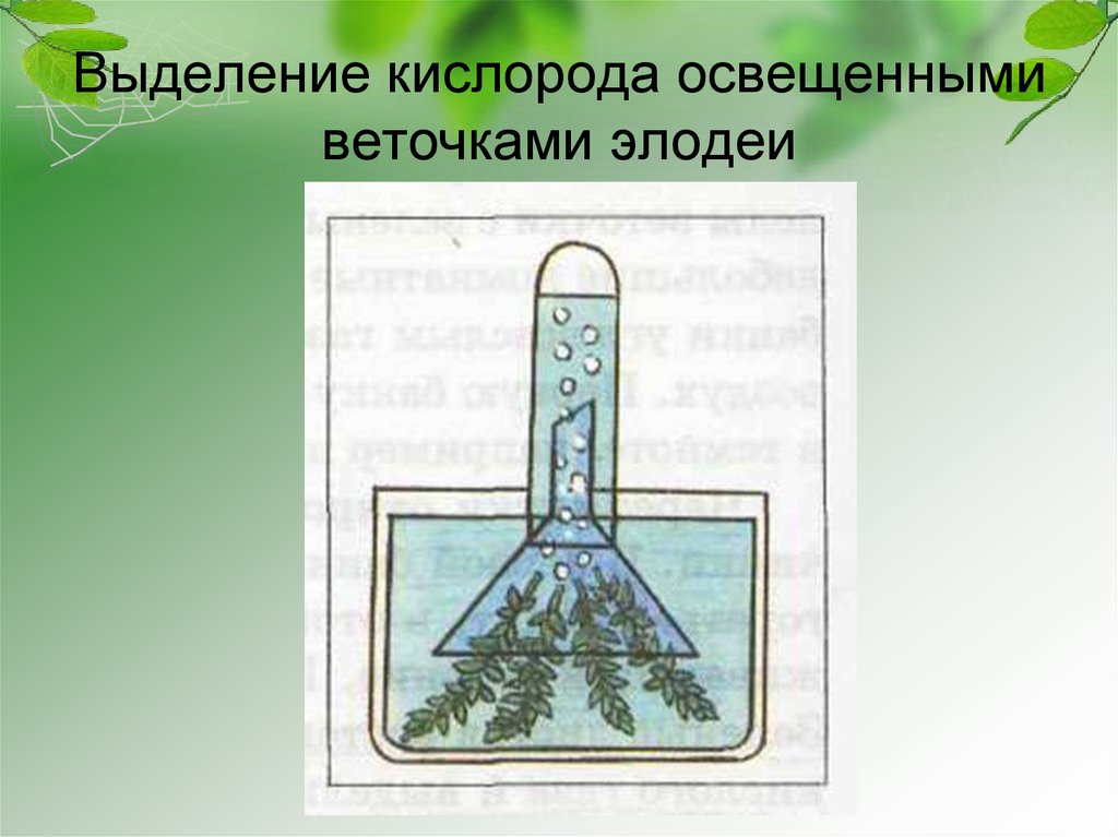 Возвращают ли живые организмы вещества в окружающую среду ...