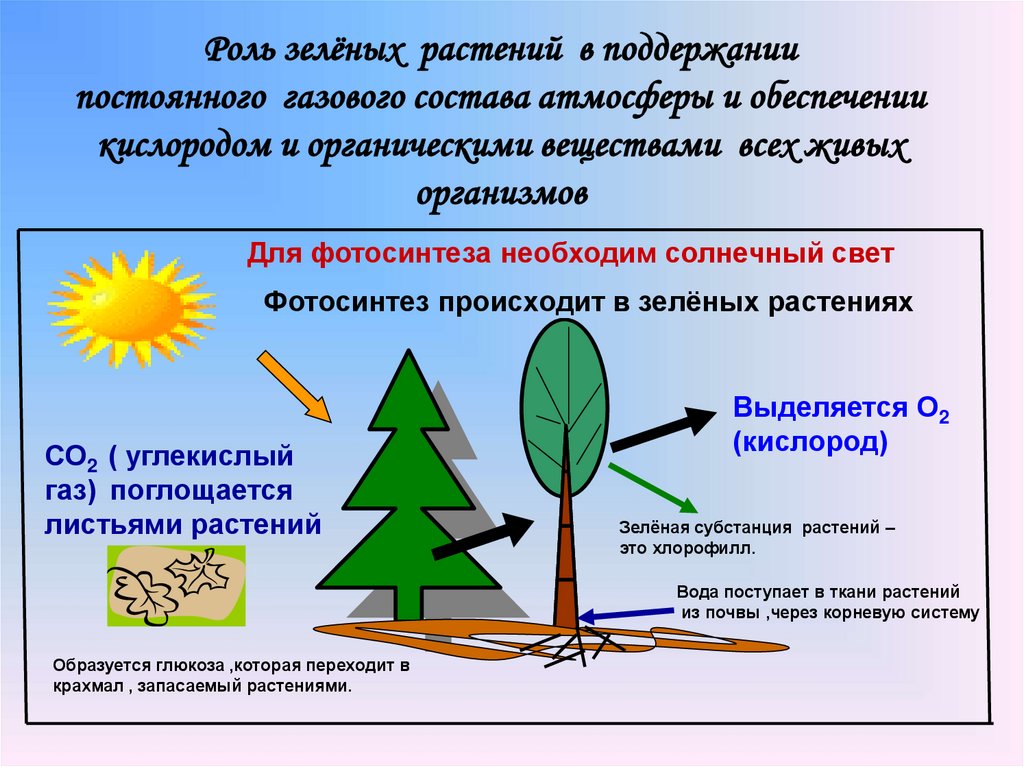 Какова роль кислорода в процессе. Роль зеленых растений. Значение фотосинтеза. Роль зеленых растений на планете. Значение фотосинтеза в природе.