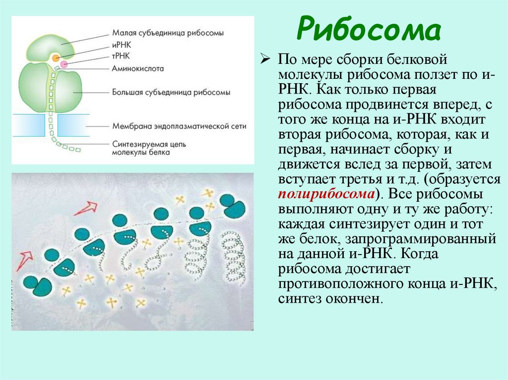 Для рнк характерно. Рибосома процесс. Процесс рабиосрма. Движение рибосомы. Рибосома РНК.