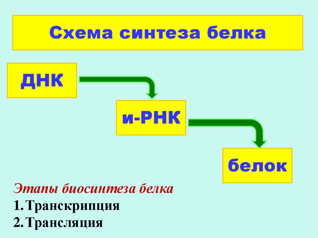Транскрипция трансляция биосинтез. Этапы транскрипции и трансляции. Основные этапы биосинтеза белка. Общая схема биосинтеза белка.