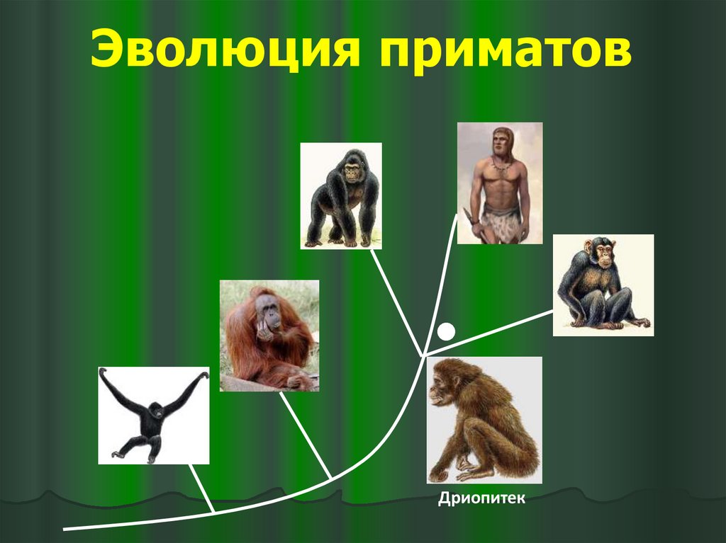Приматы какое развитие. Эволюция приматов. Лента времени Эволюция приматов. Макет обезьян в эволюции. Укажите природно-биологические предпосылки антропосоциогенеза.