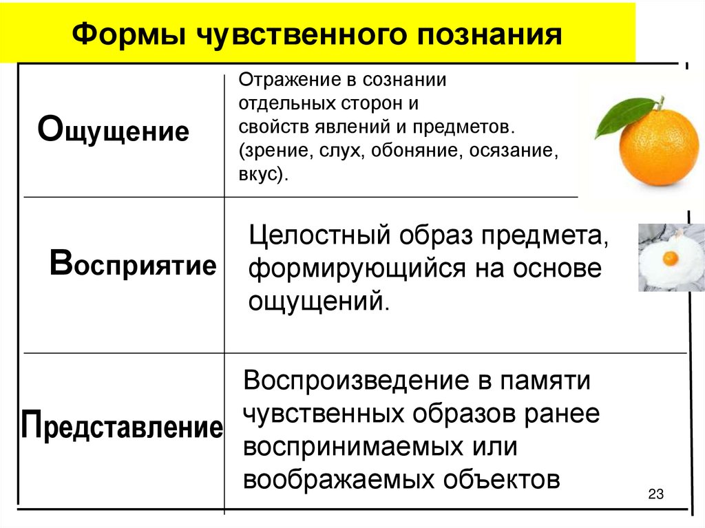 3 формы чувственного познания