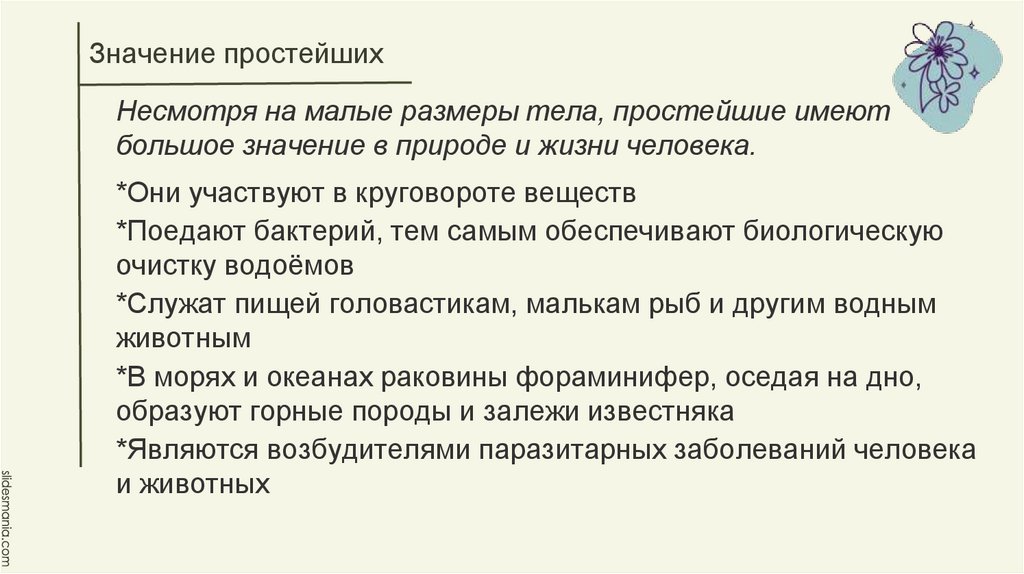 Профанация значение простыми словами. Значение простейших в природе и жизни человека.