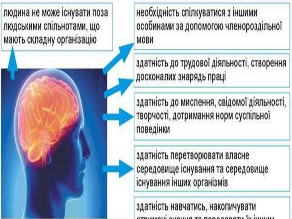 Різноманітність у природі і в суспільстві - презентация онлайн