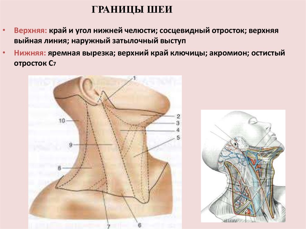 Верхняя граница шеи