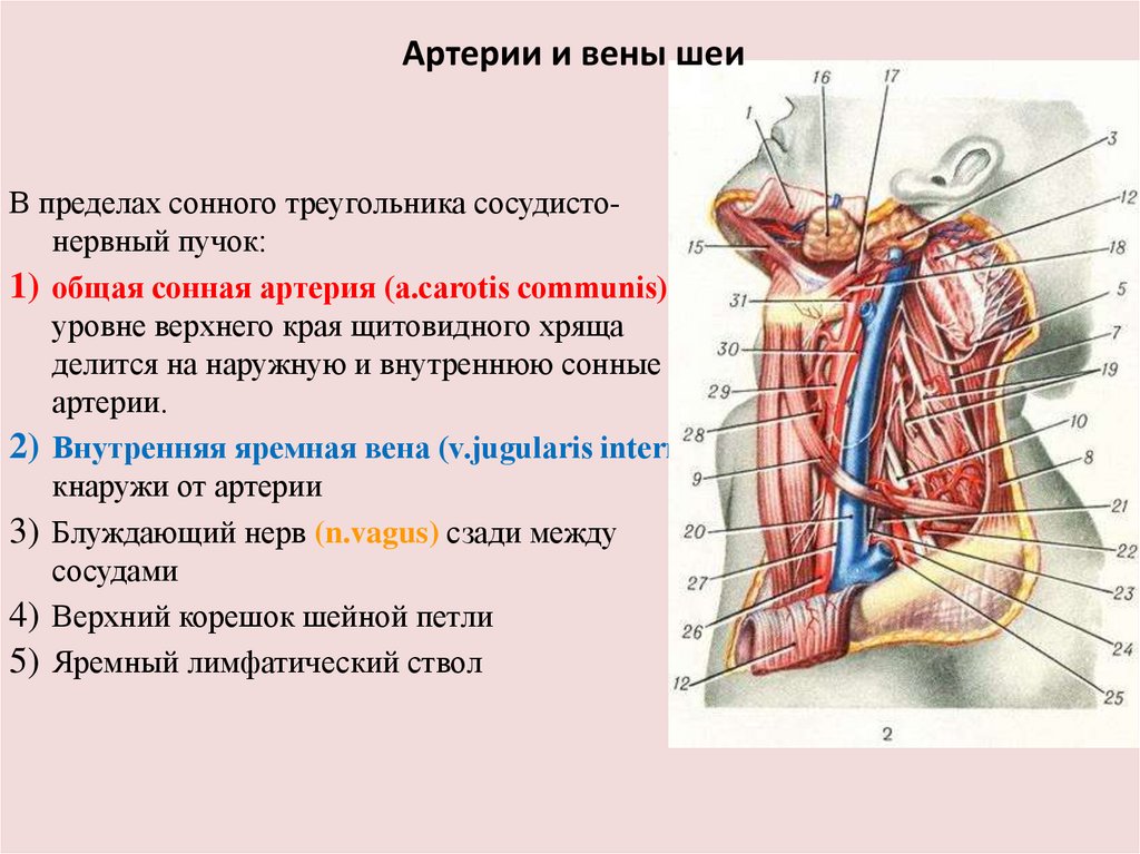 Глубокая вена шеи