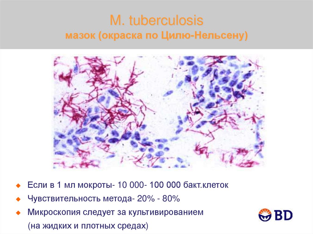 Методы окраски мазков