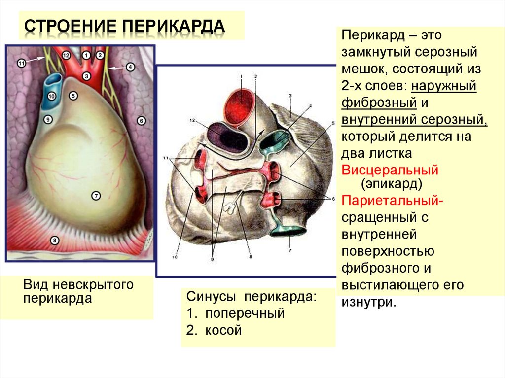 Дополнительная трабекула сердца