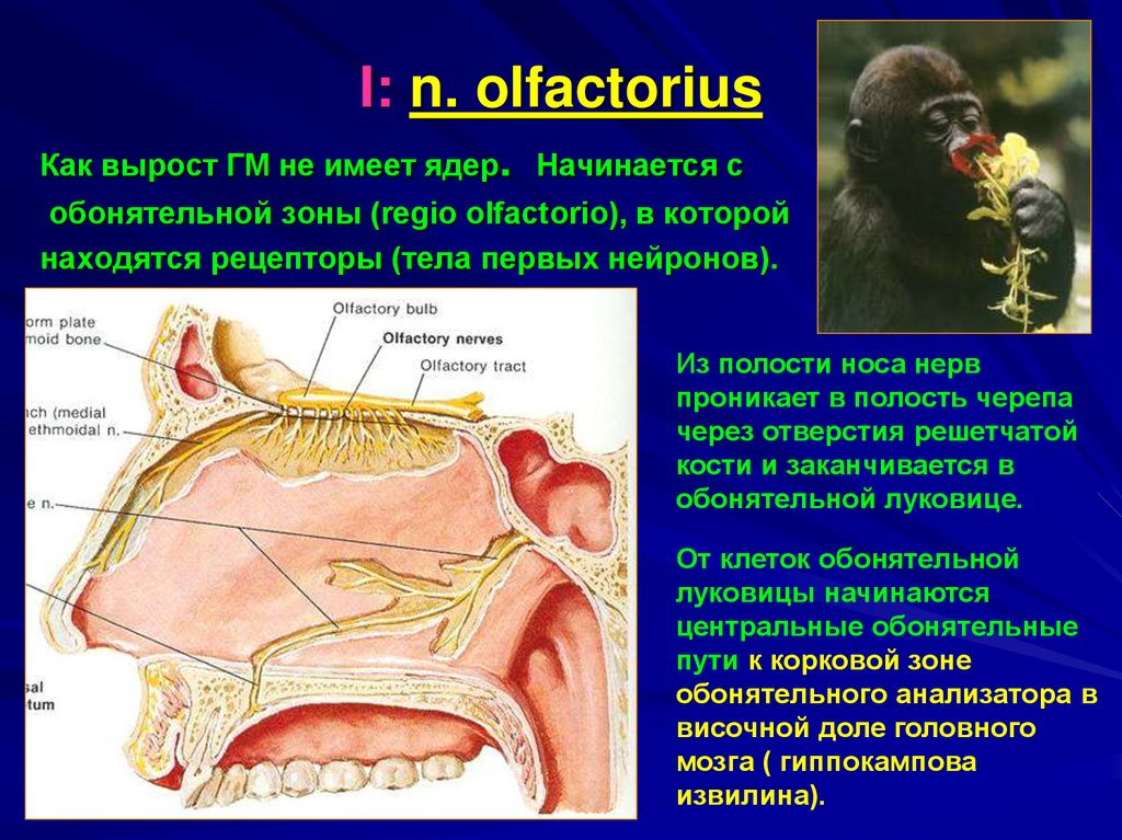 Нервы обонятельный зрительный. Обонятельный нерв (n. olfactorius). Обонятельный нерв-его ветви. Нерв olfactorius. Зона иннервации обонятельного нерва.