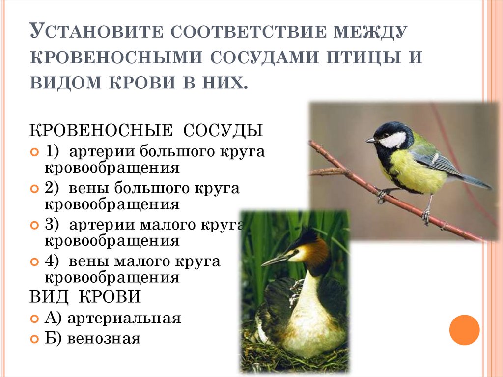 Тест размножение птиц