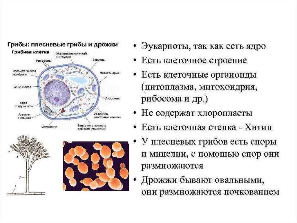 В клетках грибов есть ядро. Структура клеток грибов микробиология. Строение грибной клетки плесень. Строение грибной клетки микробиология. Грибы строение микробиология.