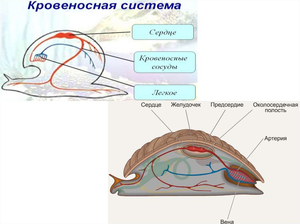 Незамкнутая кровеносная система. Незамкнутая кровеносная система у кого.