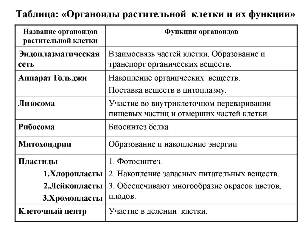 Строение клетки функции клеточных органоидов - 23 фото из 48