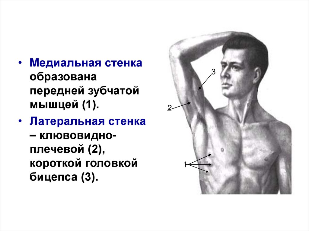 Мышцы образуют стенки. Клювоплечевая и короткая головка бицепса. 11 Мышца.