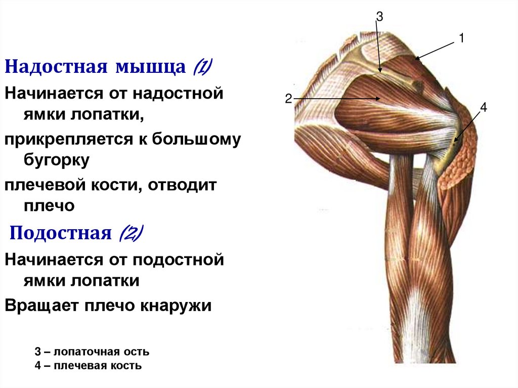 Подмышечная ямка границы. Подмышечная ямка. Стенки подмышечной ямки. Четырехстороннее отверстие подмышечной полости. Медиальная стенка подмышечной ямки.