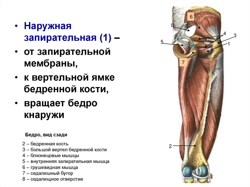 Мышцы вращающие бедро внутрь