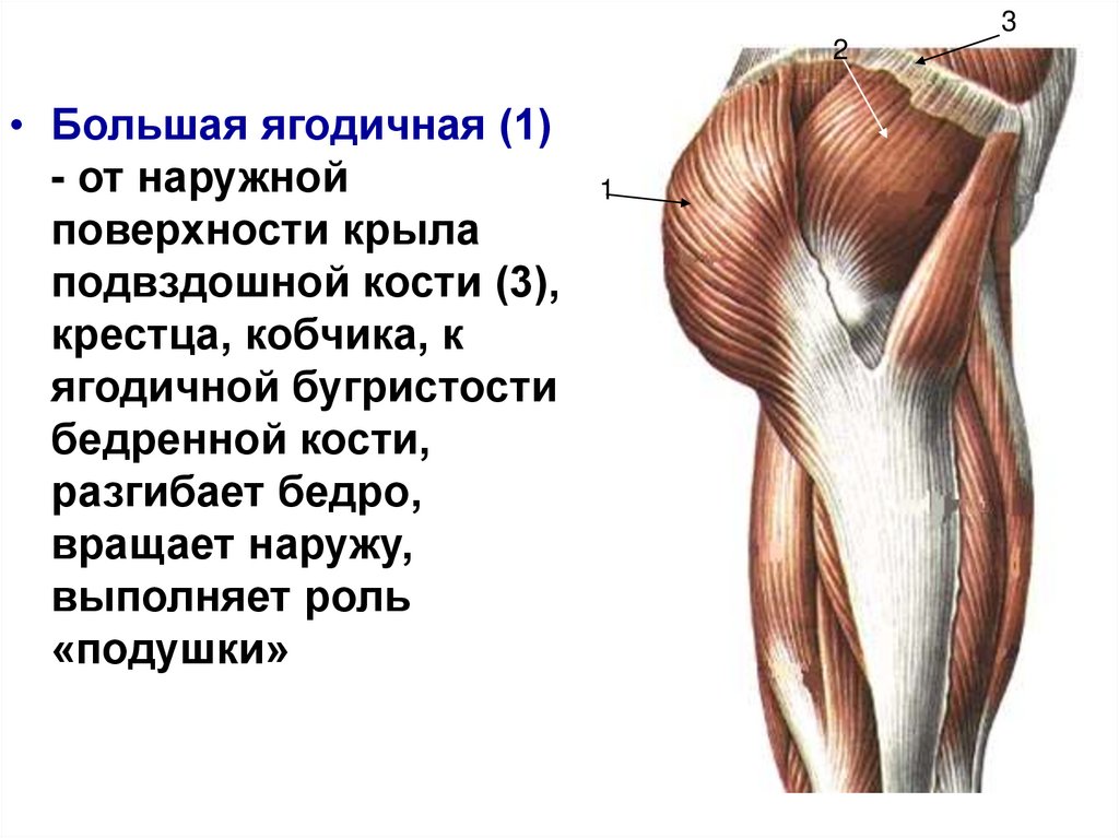 Ягодичная область. Ягодичный бугор бедренной кости. Ягодичная бугристость. Ягодичная бугристость бедренной кости. Бугристость спереди бёдер.