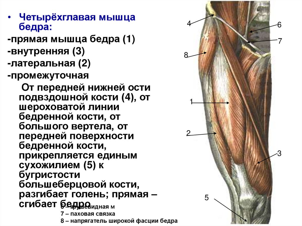 Прямая мышца бедра прикрепление