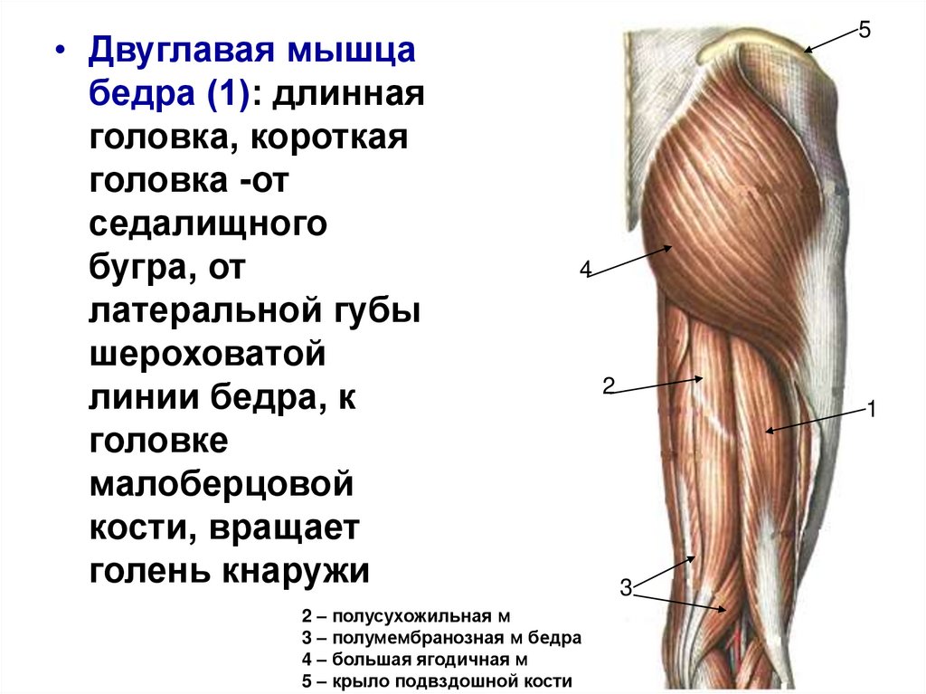 Мышцы бедра схема