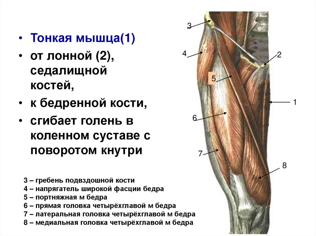 Нога выше колена. Строение мышц ноги спереди. Мышцы ноги спереди выше колена. Мышцы ног спереди с названиями. Мышцы сгибающие голень.