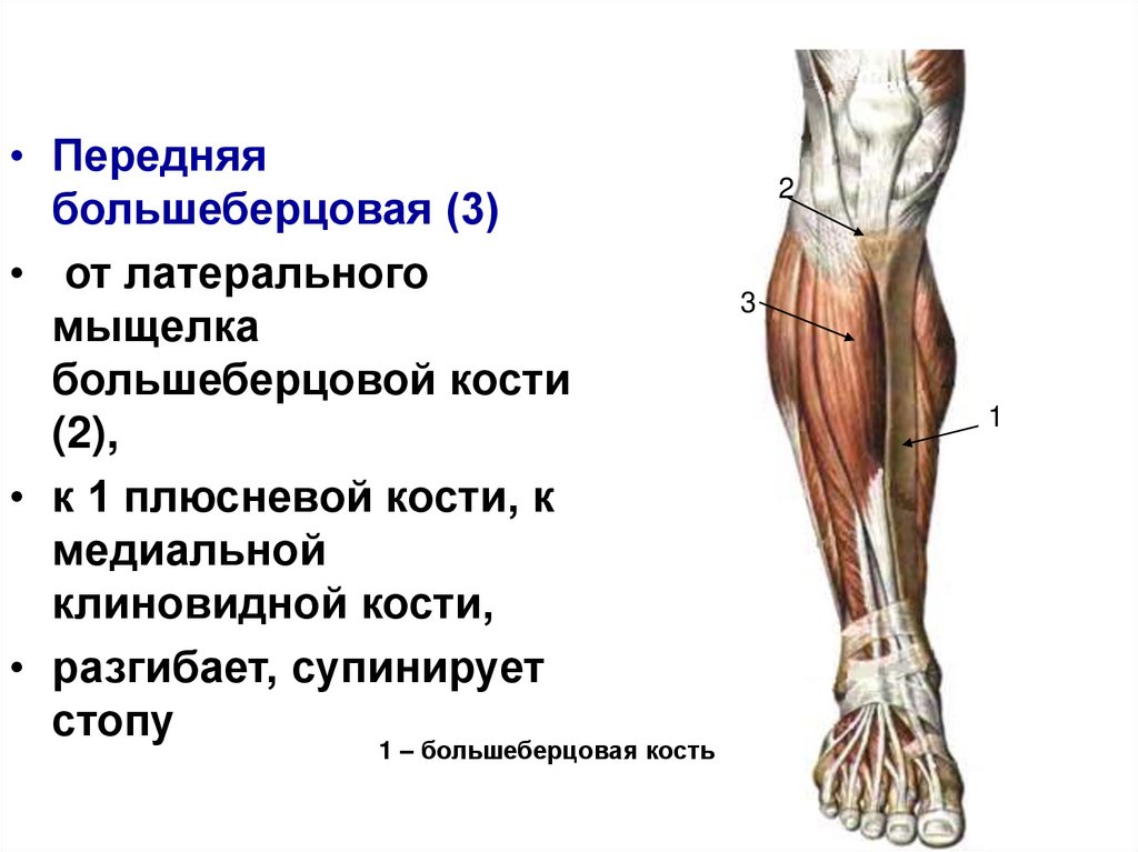 Латеральный мыщелок большеберцовой. Большеберцовая мышца голени функции. Передняя большеберцовая мышца функции. Строен большеберцовой мышцы. Мышцы голени медиальная группа.