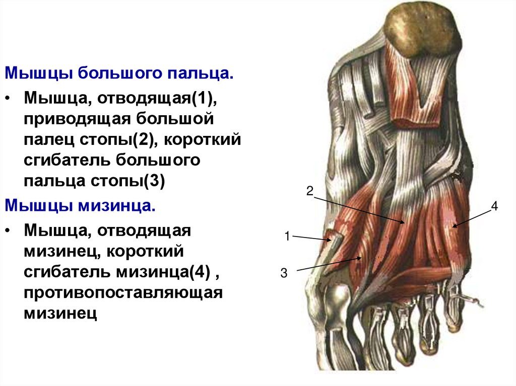 Мышцы большого пальца. Мышца сгибатель мизинца стопы. Мышца отводящая мизинец короткий сгибатель мизинца. Короткий сгибатель пальца стопы. Короткий сгибатель пальцев мышца.