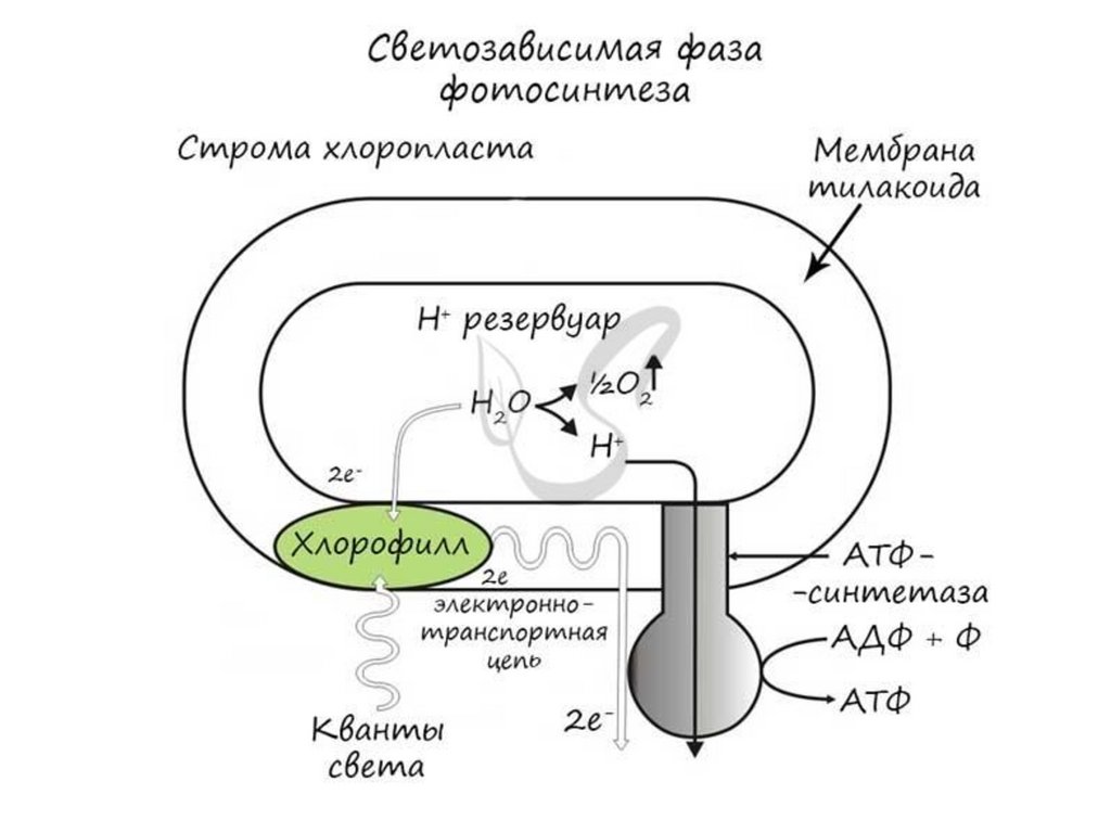 Синтез атф световая фаза. Световая фаза фотосинтеза схема. Светозависимая фаза фотосинтеза схема. Световая фаза фотосинтеза фотосистемы мембрана тилакоида. Световая фаза на мембране тилакоидов.