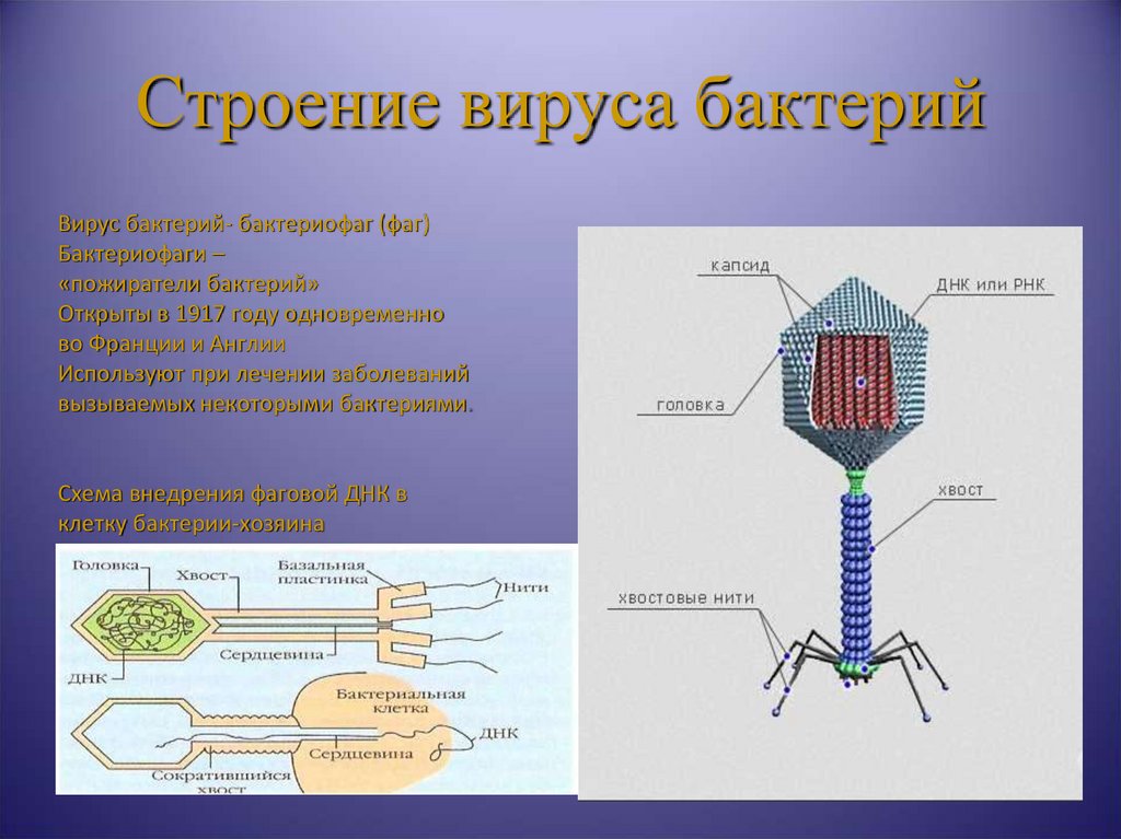 Наследственный аппарат вируса формы жизни бактериофаги. Вирус бактериофаг 5 класс биология. Плазматическая мембрана бактериофага. Бактериофаг строение бактериофага. Строение вируса бактериофага.