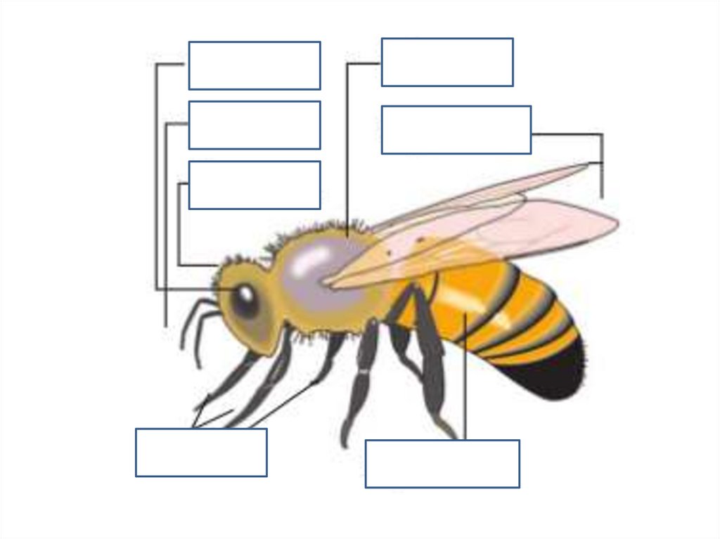 Пчелы для дошкольников. Карточка строение насекомых 1 класс. Строение туловища насекомых пчела. Части тела пчелы для детей. Строение тела насекомых для детей.