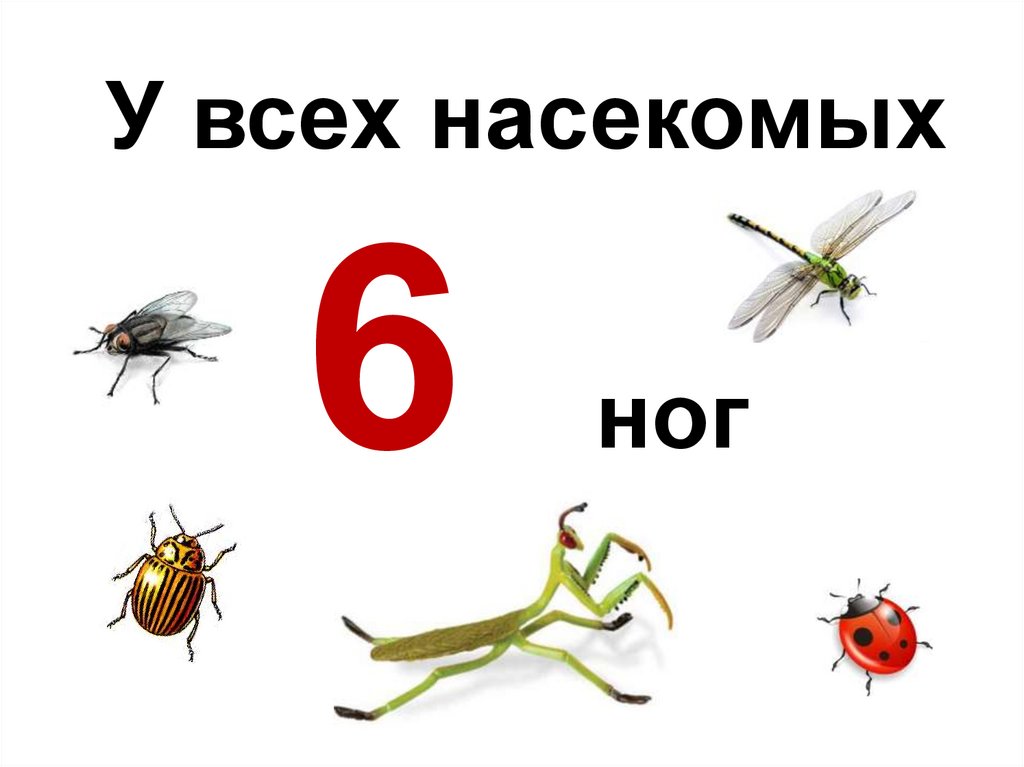 Сколько ног у насекомых 1 класс окружающий. Насекомые шесть ног. У всех насекомых 6 ног. Сколько ног умнасекомых. Насекомые с шестью ногами.