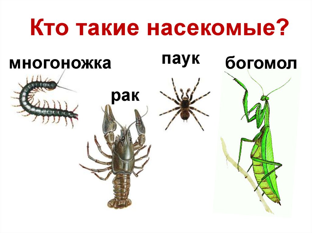 Насекомые урок 1 классе. Кто такие насекомые. Насекомые 1 класс окружающий мир. Кто такие насекомые 1 класс. Окружающий мир 1 класс тема насекомые.