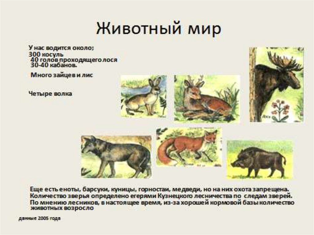 Презентация мир животных 7 класс информатика