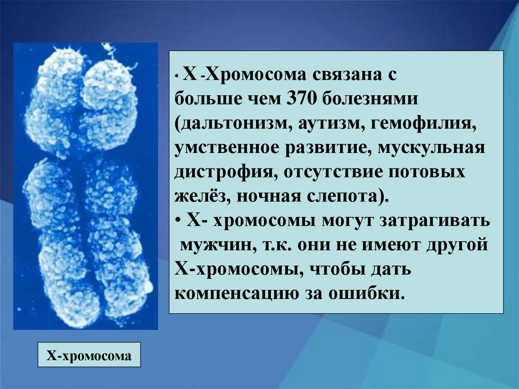 Х хромосома это мужская. Х И У хромосомы. Х-хромосома человека. Болезни связанные с х хромосомой. Y хромосома.