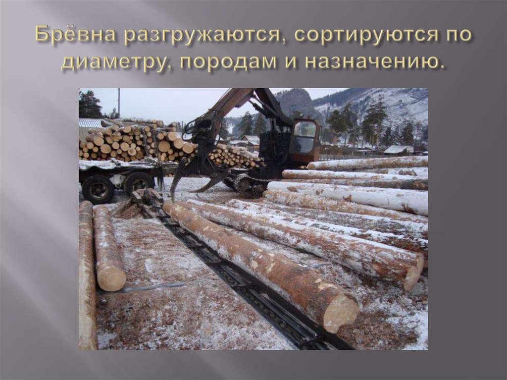 Брёвна разгружаются, сортируются по диаметру, породам и назначению.