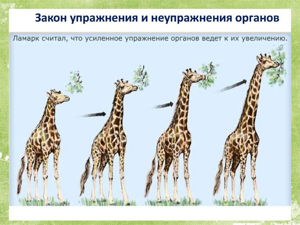 Какой тип развития характерен для сетчатого жирафа. Теория эволюции Ламарка Жирафы. Жираф Эволюция Ламарк. Ламарк теория Жираф.