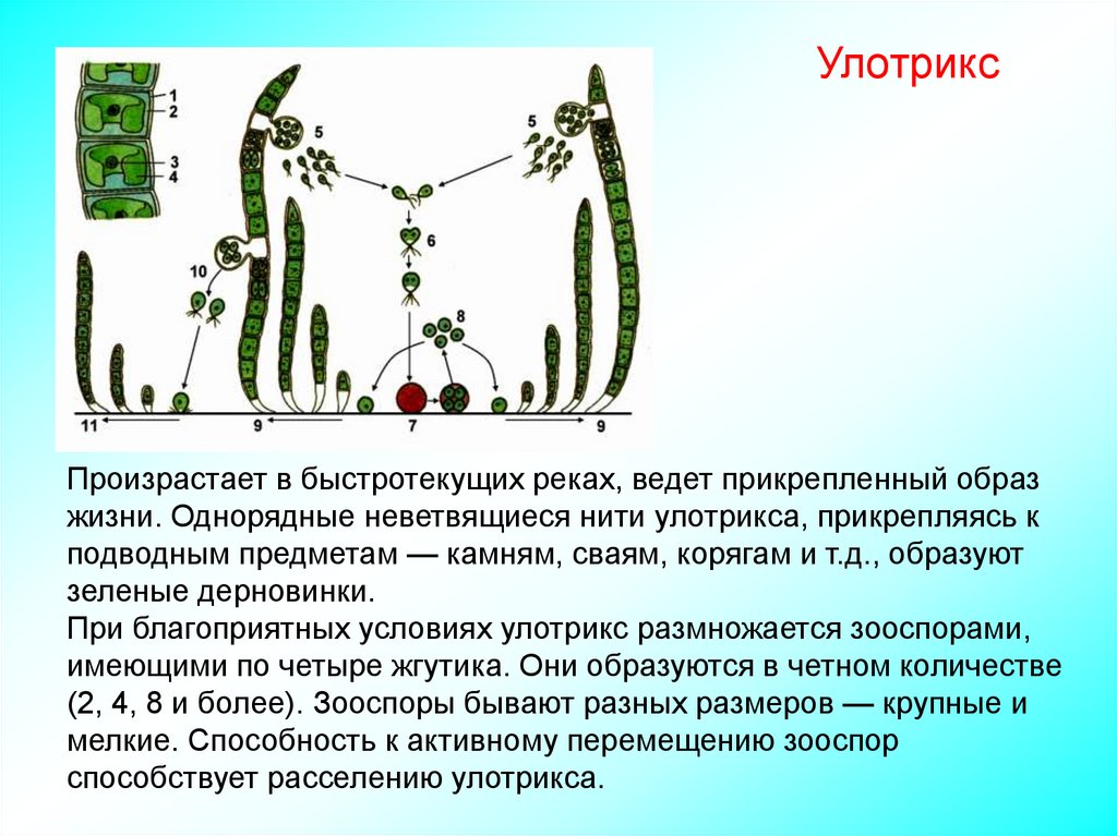 Что такое прикрепленный образ жизни в биологии. Улотрикс это растение относится к низшим или высшим. Нитчатая водоросль улотрикс. Улотрикс цикл жизни. Размножение улотрикса биология 6 класс.