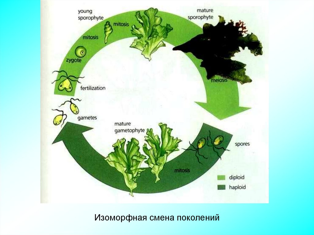 Plant cycle. Жизненный цикл растений. Циклы растений. Цикл растений схема. Схемы жизненных циклов животных и растений.