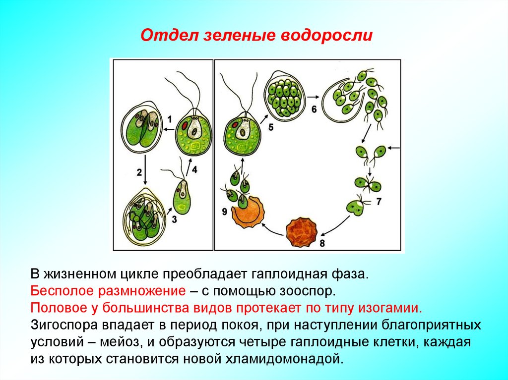 Отделы низших растений