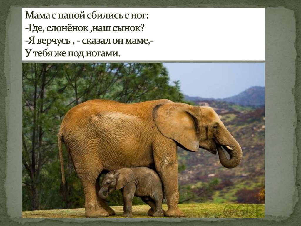 Мама с папой сбились с ног: -Где, слонёнок ,наш сынок? -Я верчусь , - сказал он маме,- У тебя же под ногами.