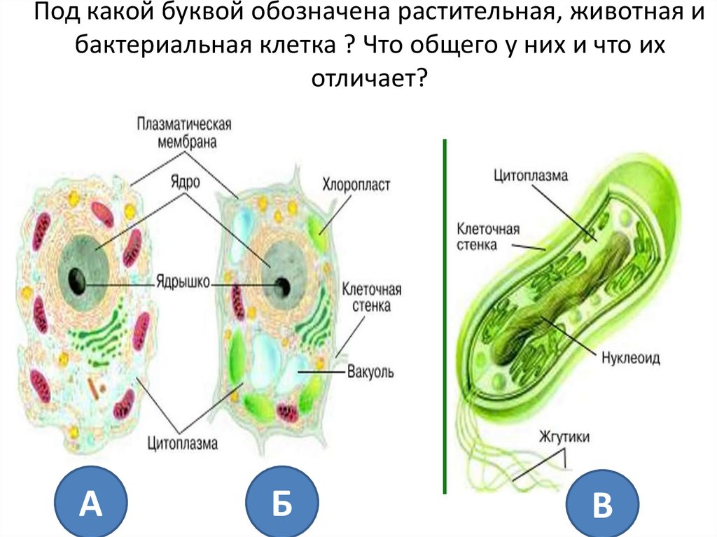 Клетка основная единица живого 5 класс