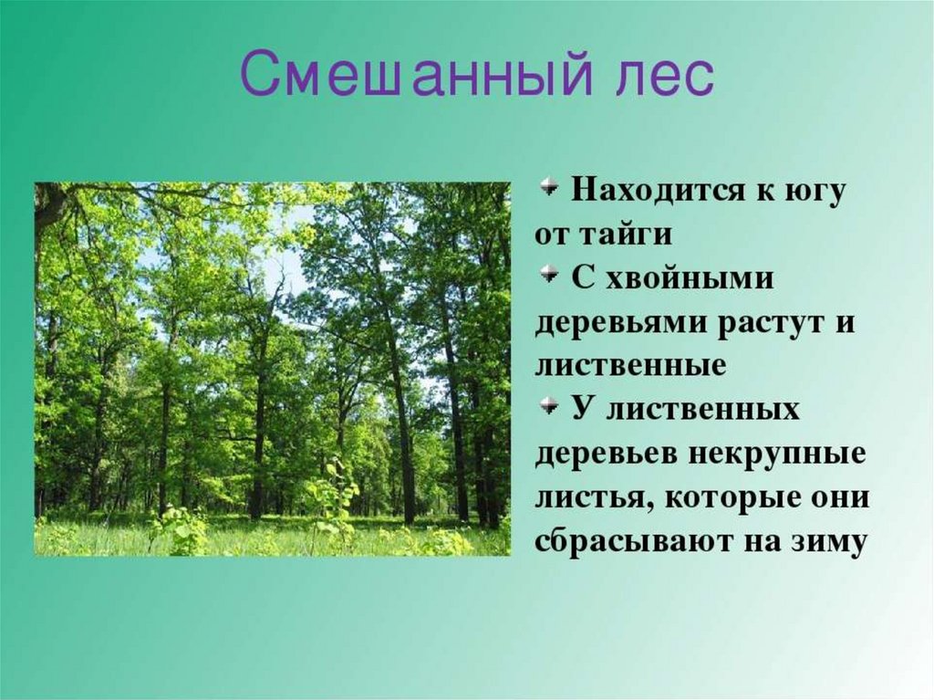 Особенности хвойного леса. Смешанные леса 4 класс. Леса России презентация. Сообщение лиственные леса. Леса для презентации.