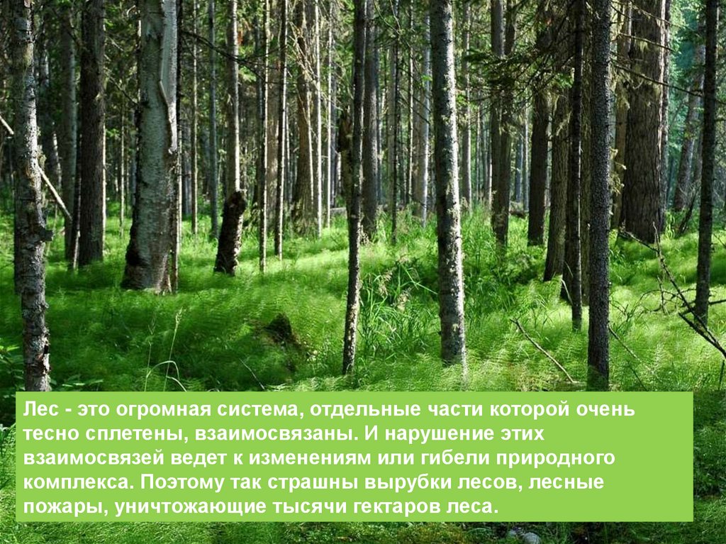 Какой лес самый богатый. Доклад про лес. Презентация на тему лес. Леса для презентации. Природное сообщество лес.