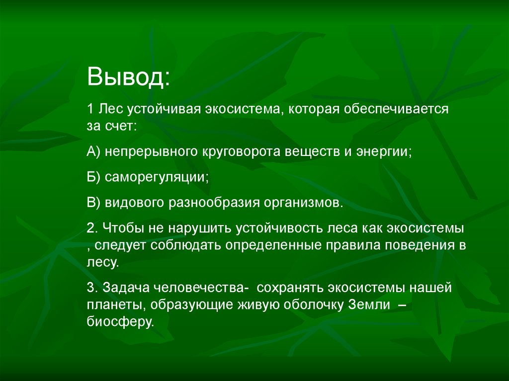 Описание экосистемы хвойного леса по плану 9 класс