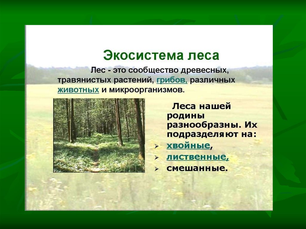 Природное сообщество образуют. Экосистема леса. Природная экосистема лес. Экологическая структура леса. Природное сообщество лес.
