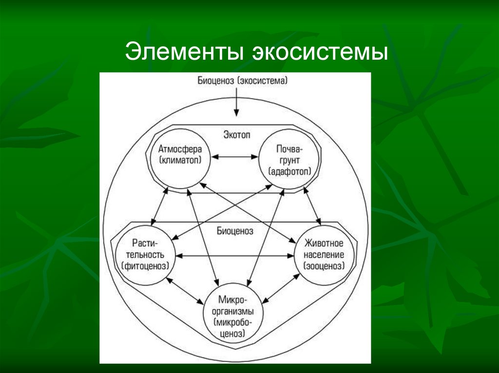 Из каких компонентов состоит экосистема. Элементы экосистемы. Компоненты экосистемы схема. Структура биогеоценоза схема. Схема основных компонентов экосистемы.